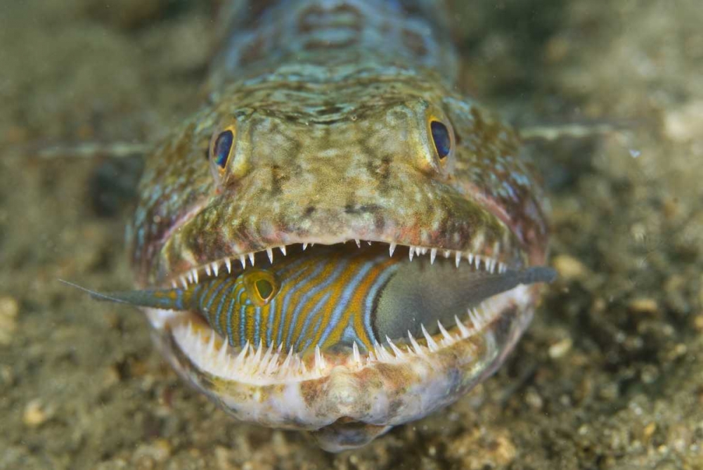 Lizardfish eating, Sulawesi Island, Indonesia